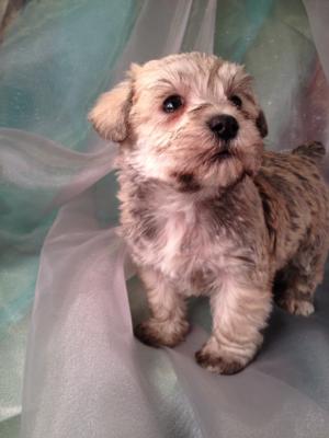 Female Schnoodle Puppy for sale #16 DOB December 5th 2013  Enjoy great shipping rates on airfare to Boston, Baltimore, Manchester, Portland, Fort Lauderdale, San Francisco, Philadelphia, Washington DC, and more!